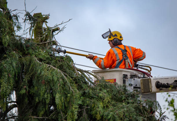 Best Residential Tree Removal  in Valdese, NC