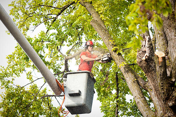 Best Arborist Consultation Services  in Valdese, NC